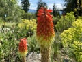 Tritomea Kniphofia uvaria, Torch lily, Red hot poker, die Garten-Fackellilie, Schopf-Fackellilie or le tritome ÃÂ  longues grappes Royalty Free Stock Photo